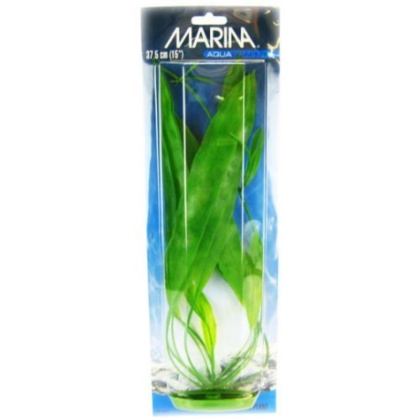Marina Amazon Sword Plant - 15