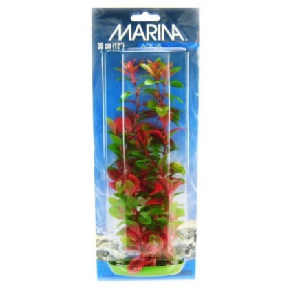 Marina Red Ludwigia Plant - 12