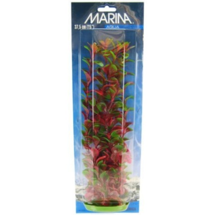 Marina Red Ludwigia Plant - 15\